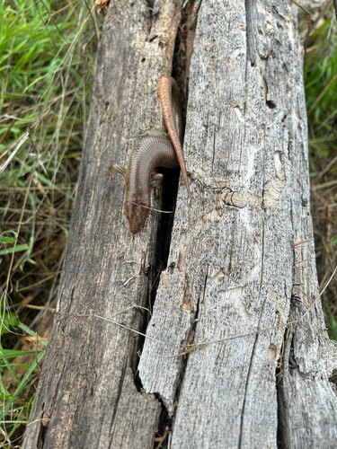 iNaturalist observation photo of Gilbert's Skink