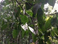 Ficus copiosa
