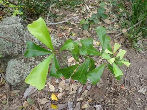 duckfoot (Cupaniopsis wadsworthii)