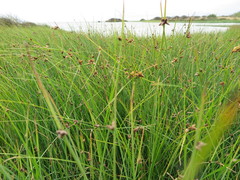 Bolboschoenus caldwellii