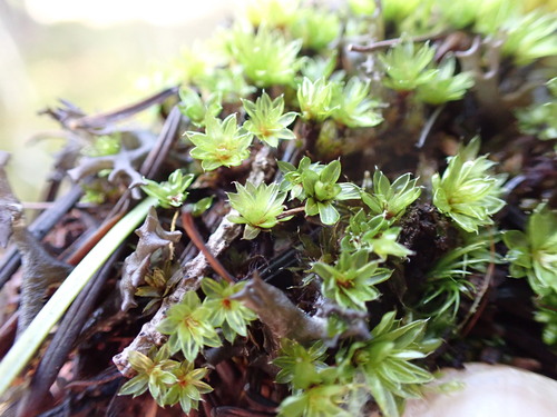 Canary Bryum Moss (Rosulabryum canariense)