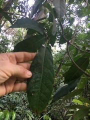 Ficus copiosa