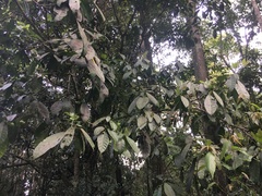 Ficus copiosa