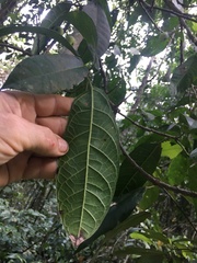 Ficus copiosa