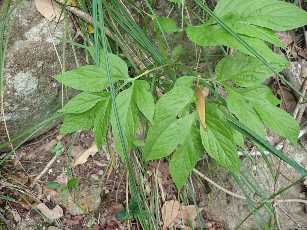 Bạch tinh – Tacca leontopetaloides
