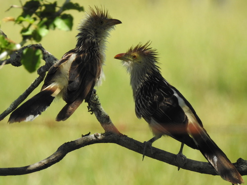 Guira Cuckoo (Guira guira), photo 6