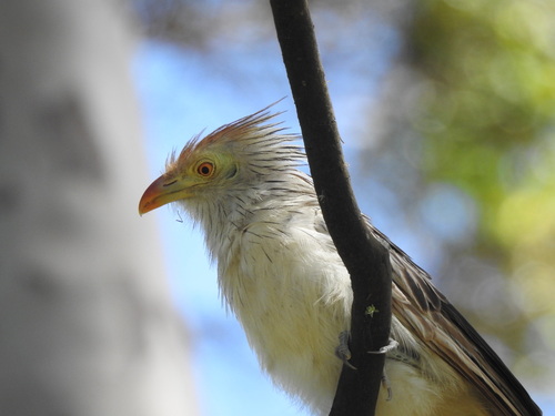 Guira Cuckoo (Guira guira), photo 7