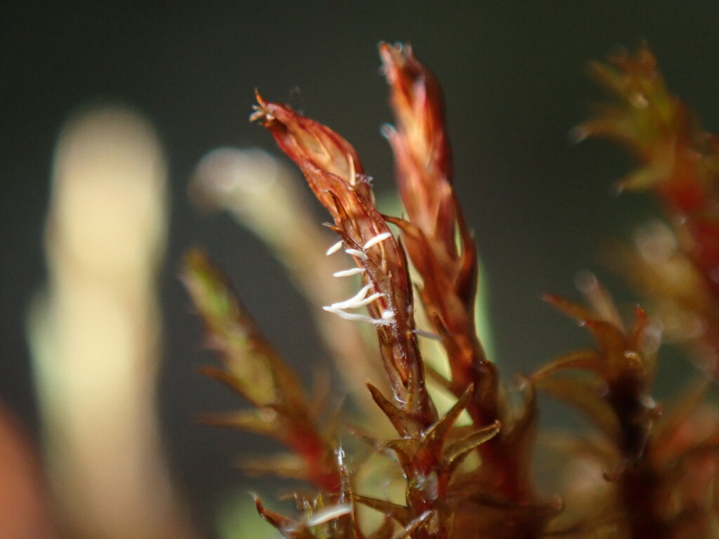 Bryopistillaria sagittiformis