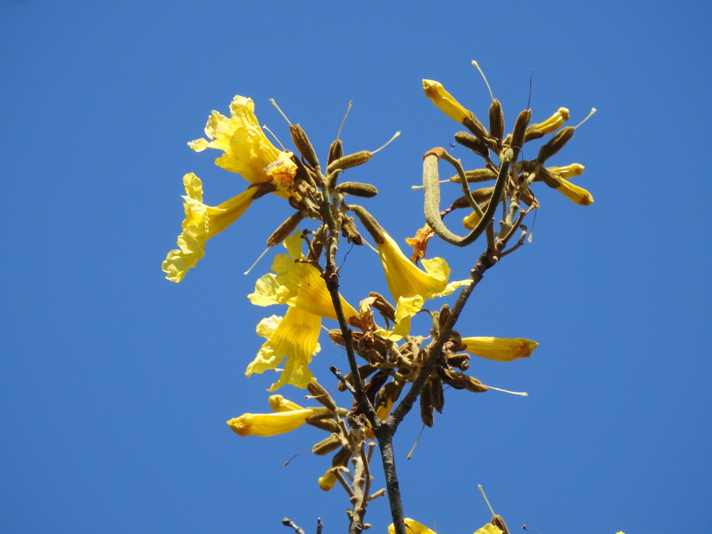Handroanthus pulcherrimus; photograph (c) Fabrício Mil Homens Riella, some rights reserved (CC BY)