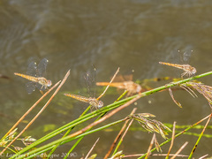 Brachythemis lacustris