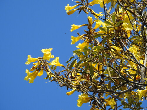 Handroanthus pulcherrimus, photograph 3