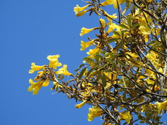 (c) Fabrício Mil Homens Riella, some rights reserved (CC BY) Handroanthus pulcherrimus, photograph (c) Fabrício Mil Homens Riella, some rights reserved (CC BY)