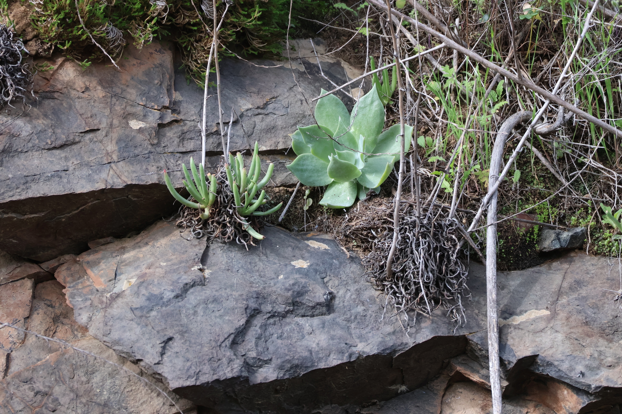 Imagem de Dudleya edulis