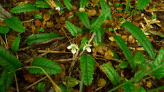 Rubus parvus