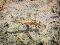 Brachythemis lacustris
