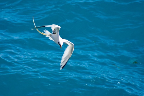 White-tailed Tropicbird
