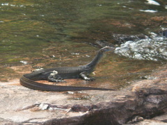 Varanus mertensi