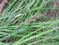 Carex sinclairii