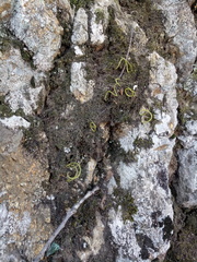 Lepisorus ussuriensis