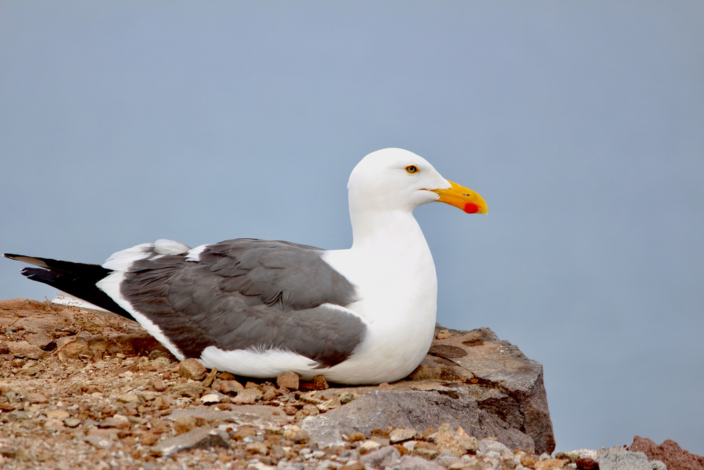 Yellow-Footed Gull