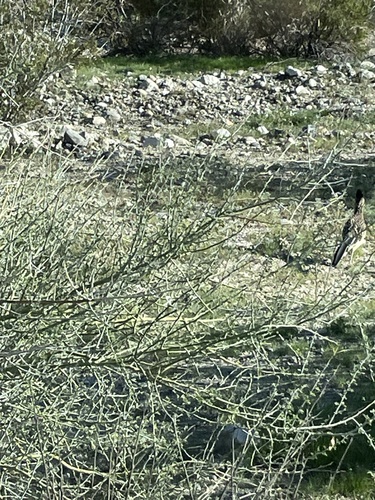 iNaturalist observation photo of Greater Roadrunner