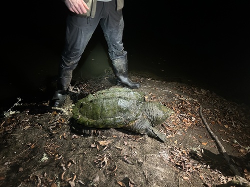 Alligator Snapping Turtle observed by inostrancevia
