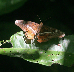 Lebadea martha martha