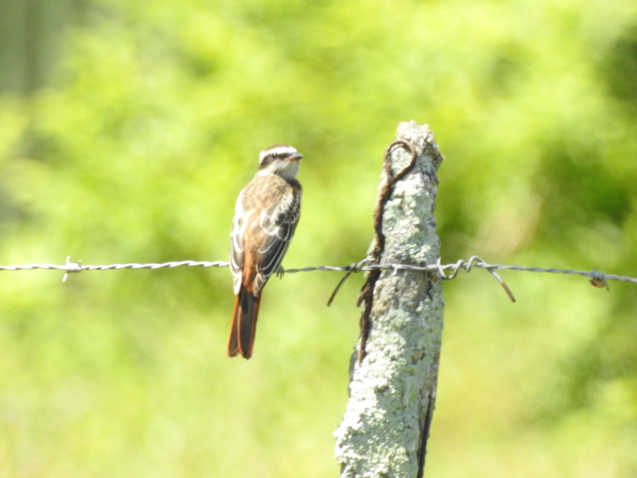 Variegated Flycatcher (Empidonomus varius), photo 8