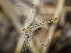 Brachythemis lacustris
