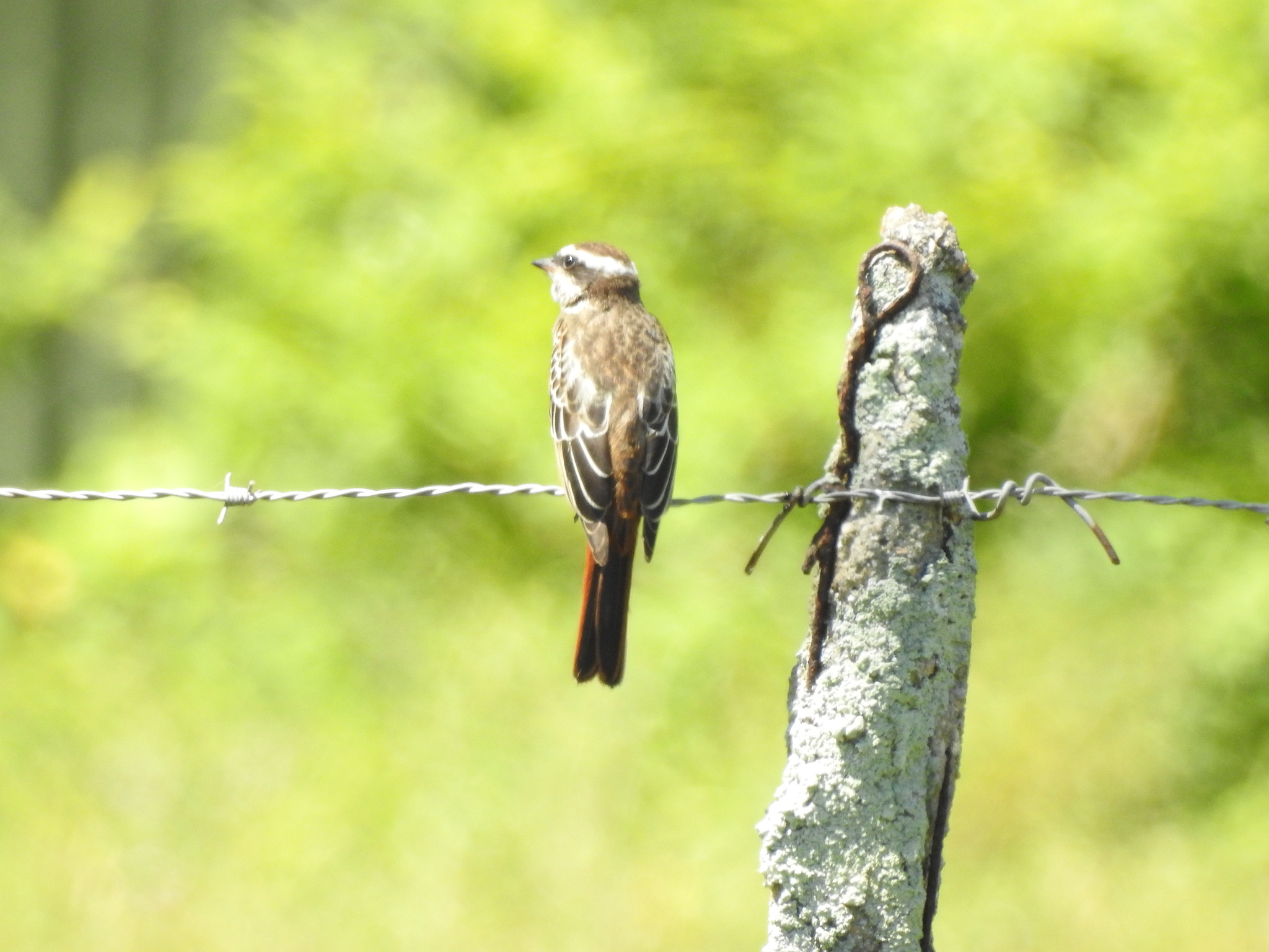 Variegated Flycatcher (Empidonomus varius), photo 9