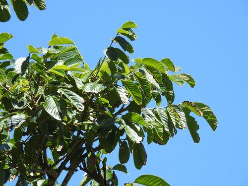 Ormosia arborea, photograph 6