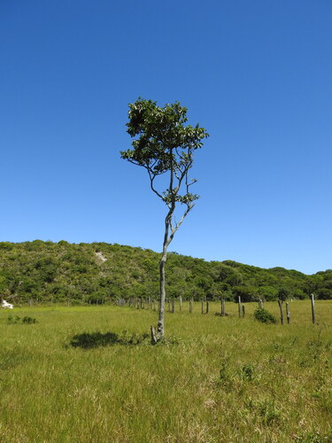 Ormosia arborea, photograph 4
