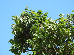 Ormosia arborea, photograph Fabrício Mil Homens Riella, CC BY, iNaturalist via GBIF