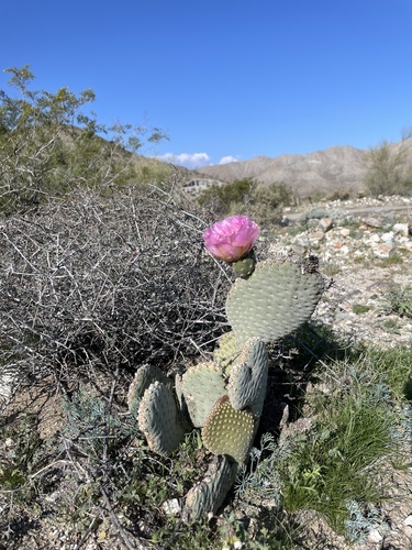iNaturalist observation photo of Beavertail Pricklypear