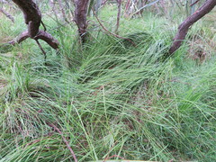 Carex sinclairii
