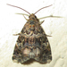 Acontiola heliastis - Photo 由 Botswanabugs 所上傳的 不保留任何權利