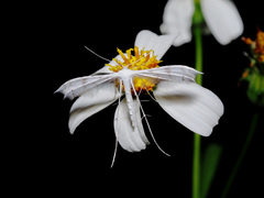 Pterophorus lacteipennis