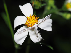 Pterophorus lacteipennis