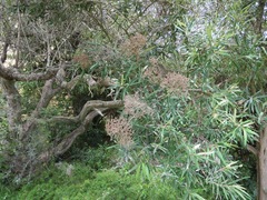 Buddleja saligna