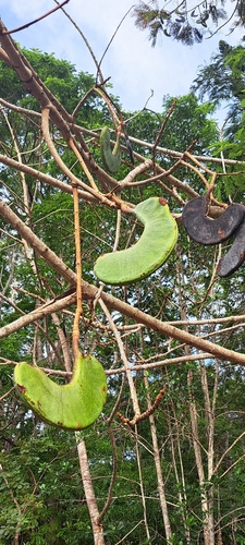 Parkia multijuga