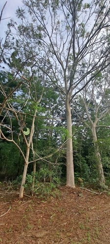 Parkia multijuga, photograph 2