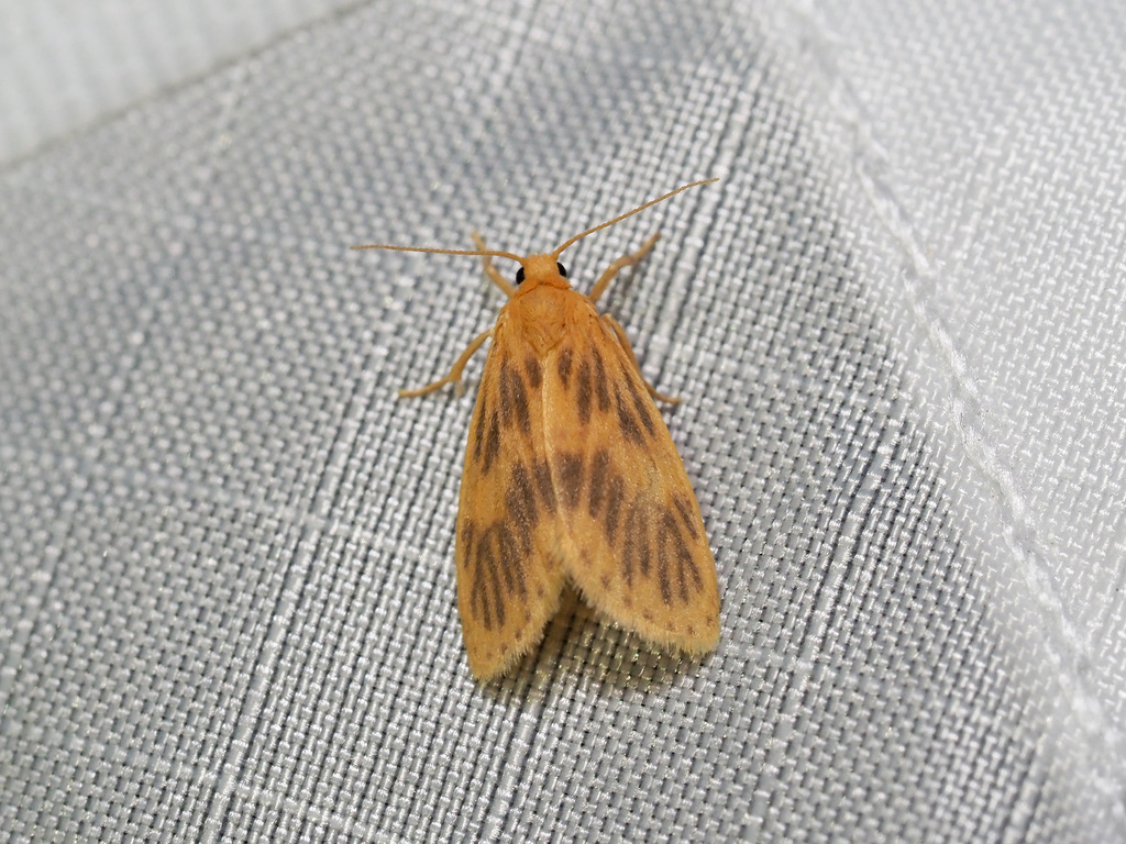 Miltochrista falciseriata