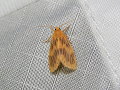 Miltochrista falciseriata