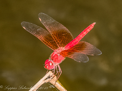 Brachythemis lacustris