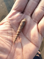 Terebridae