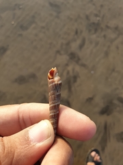 Terebridae