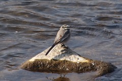 Motacilla alba ocularis