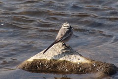 Motacilla alba ocularis