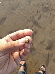 Terebridae