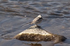 Motacilla alba ocularis